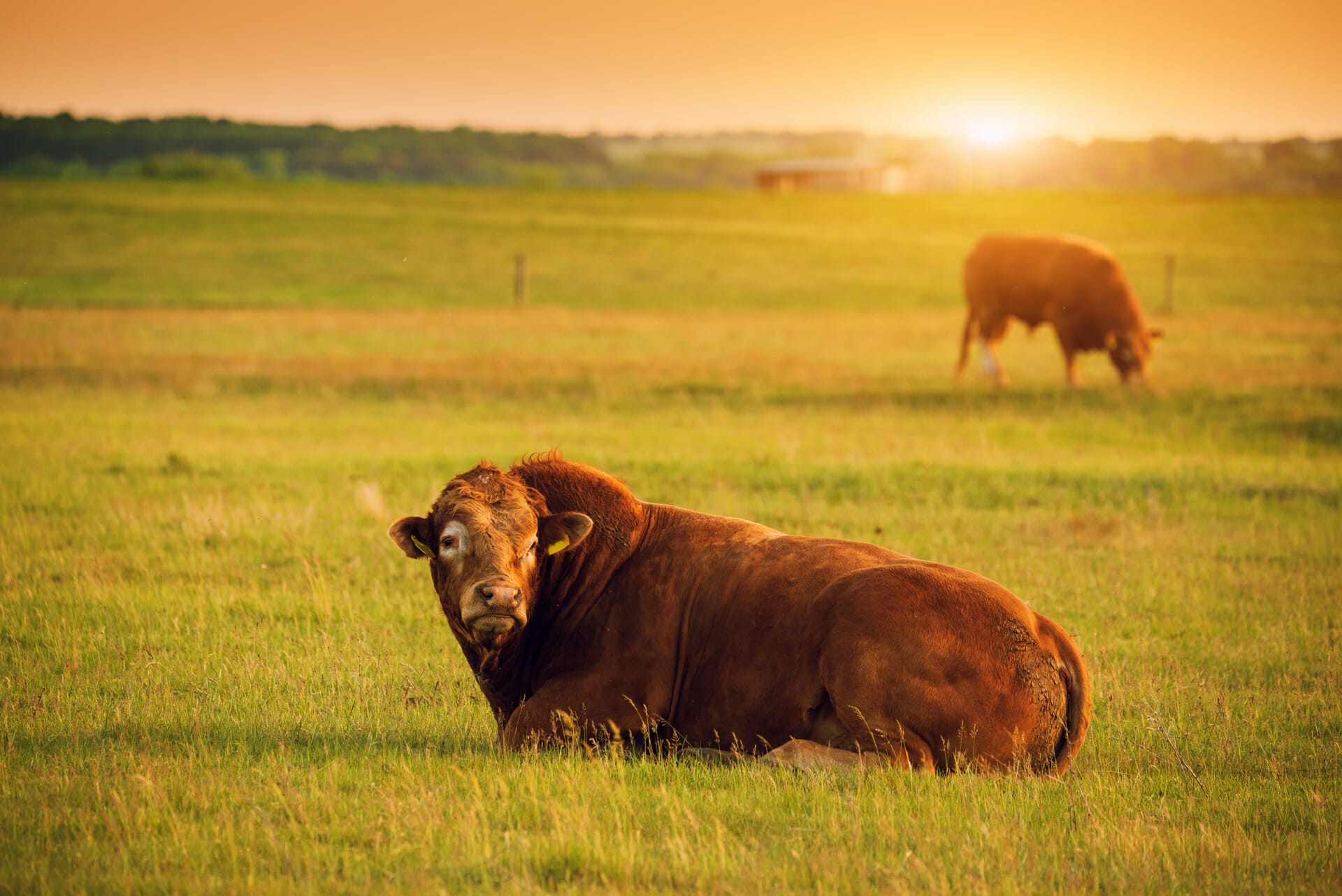 Oklahoma meat processors favorite cow in a landscape with a Limusin cow laying in the grass in front of a beautiful sunset.